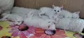 бели котенца, женски, 3 мес., снимка 7