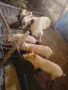 Продавам прасенца малки и големи , снимка 2