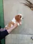 Кавалер Кинг Чарлз Шпаньол, снимка 2