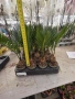Цикас палма , снимка 6