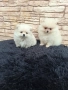 Померан мъжки и женски , снимка 3