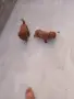 Tyi Mini Pydel Sladyri, снимка 14
