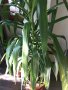 Палма Юка-много красива, висока 2.40м,на 25 години, снимка 1 - Стайни растения - 42780095