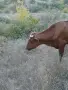 Продават се 2 юници, и двете са на първо отелване., снимка 3