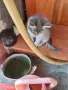 Подарявам малки котета на два месеца. Перник кв Тева., снимка 6