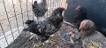 Продавам петли за дамизлик 4,5 месечни., снимка 5
