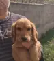 Кокер Шпаньол +, снимка 2