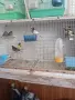 Млади канари 2026 г., снимка 3
