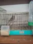 Продавам канарчета, снимка 2