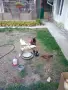 Продавам серами, снимка 1