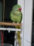 папагал голям Александър , снимка 4