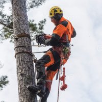 Рязане и кастрене на опасни дървета, снимка 1 - Други почистващи услуги - 40629682
