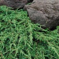 Juniperus Green Carpet, Хвойна Зелен Килим!!!, снимка 2 - Градински цветя и растения - 39478963