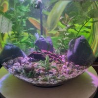 Аквариум Колба за Вашата Бета,скариди или нано рибки, снимка 10 - Рибки - 42911681