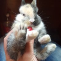 Продавам мини зайче, снимка 2 - Декоративни зайчета - 31702764
