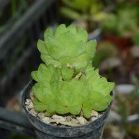 Хавортия (Haworthia cymbiformis var. obtusa) с много детки, снимка 1 - Стайни растения - 37398729