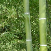 100 Семена от бамбук Moso-Bamboo красиво растение за декорация на вашата градина бамбук мосо бамбо б, снимка 13 - Сортови семена и луковици - 37774709