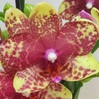 Орхидея фаленопсис Grosseto, снимка 1 - Стайни растения - 42155261