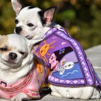  Ръчно бродирани перуански кучешки дрешки различни цветове и размери, снимка 3 - За кучета - 42804804