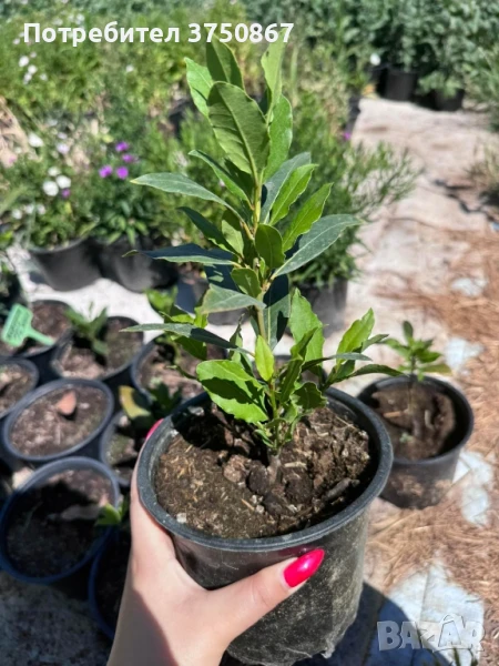 🌱☀️💞 Дафинов лист / Лаврово дърво  (Laurus nobilis) 🌿🌸❤️, снимка 1