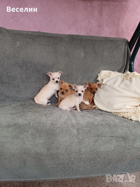 мъжки чихуахуа , снимка 1