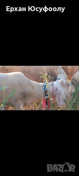 Продава се агне , снимка 1