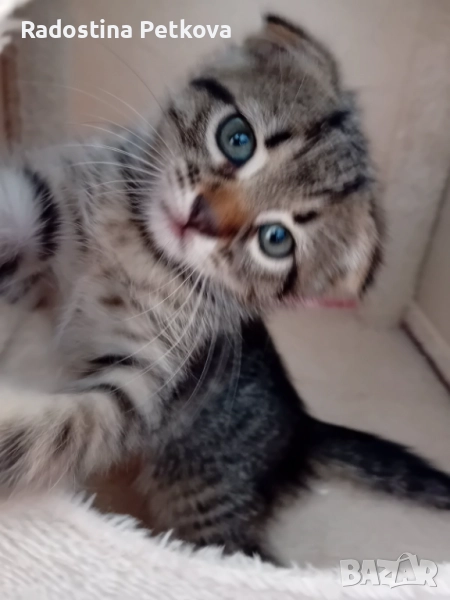 Шотландски клепоухи котета, снимка 1