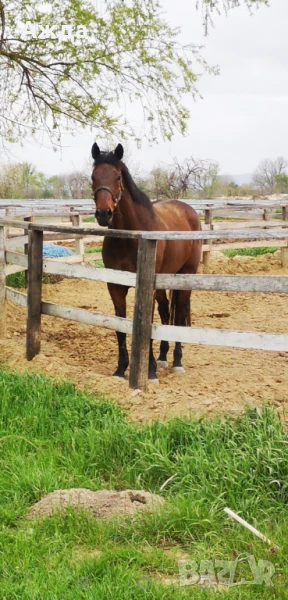 Кон кастрат 9 годишен ЧАП ПРОМО, снимка 1