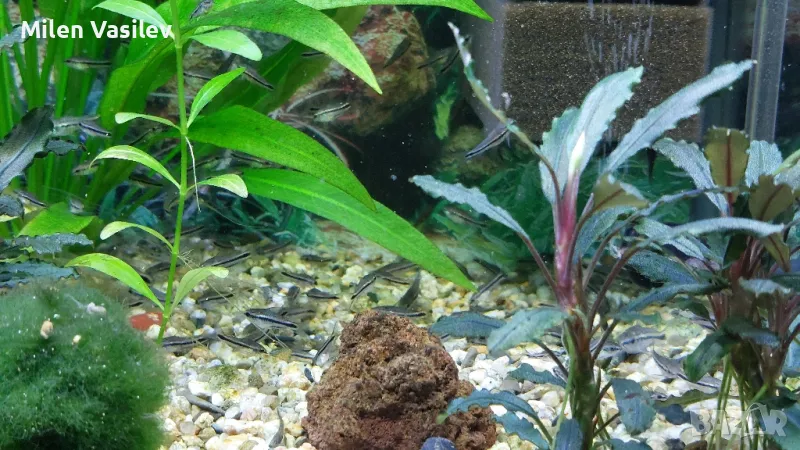 Corydoras Pygmaeus – Коридорас Пигмей, снимка 1