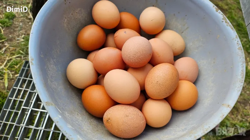 Продавам, пресни яйца, снимка 1