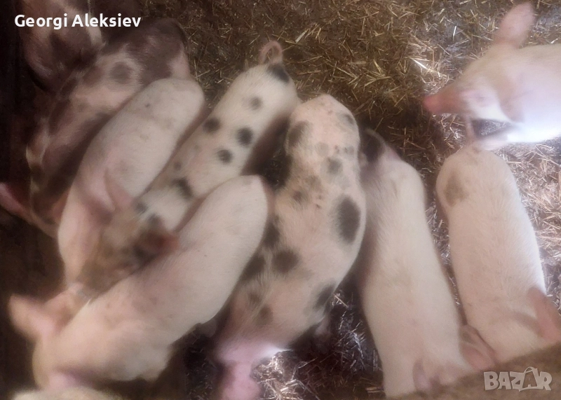 Малки прасенца, снимка 1