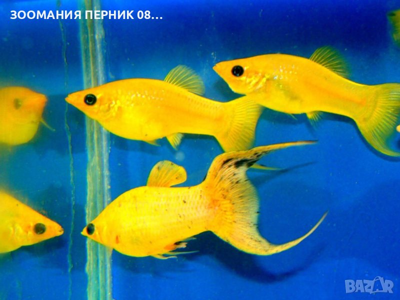 Декоративни рибки - Риби Молинеза Жълти / Черни / Шарени- ЛИЧНО ПЕРНИК, снимка 1