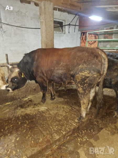 Продавам телета, снимка 1