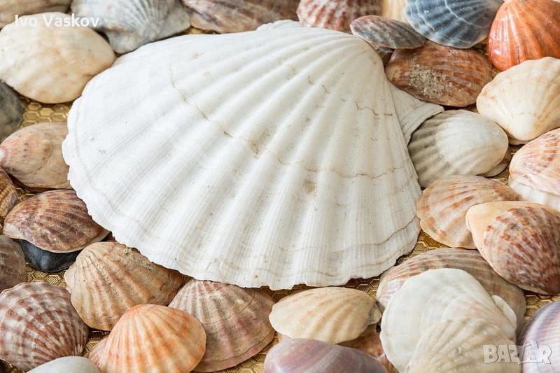 красива океанска мида 12 см , снимка 1