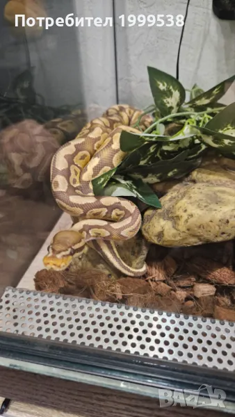Кралски Питон Enchi Ultramel с оборудван терариум, снимка 1