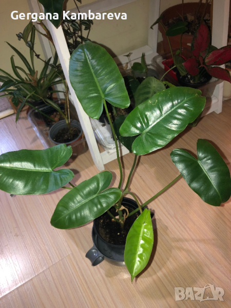 Philodendron Burle Marx reverted , снимка 1