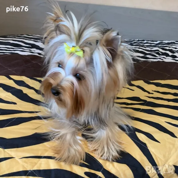 Йоркширски териер момче, снимка 1