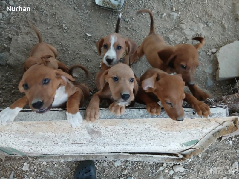 Български барак , снимка 1