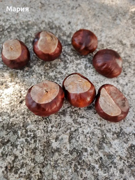 За декорация или лекарство, снимка 1