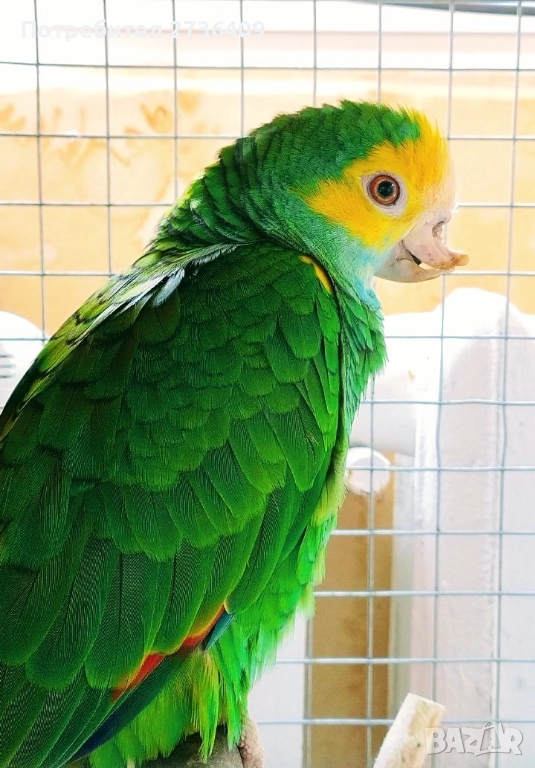 Жълтораменна амазона , снимка 1