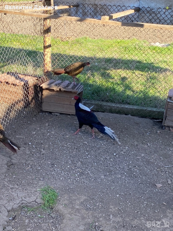 Седлати фазани, снимка 1