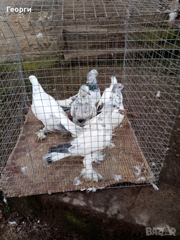 Гащати Унгарци , снимка 1