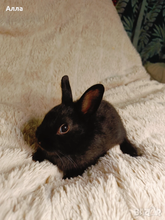 Зайчето холандско джуджета , снимка 1