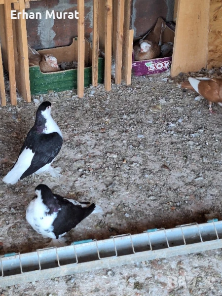 gılıbi, снимка 1