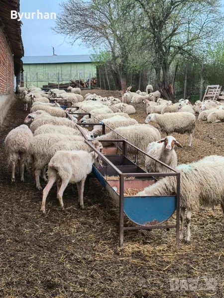 Продавам  овце, снимка 1