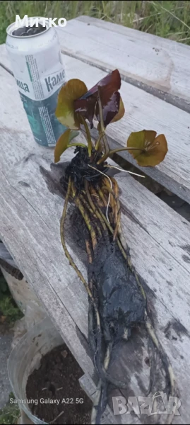 Водна лилия , снимка 1