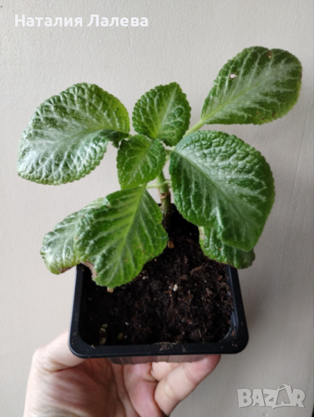 Еписция, жълта еписция, episcia my precious, снимка 1