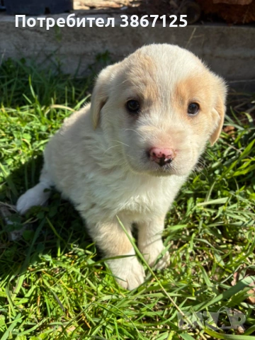 Кученца, снимка 3 - Други - 54099667