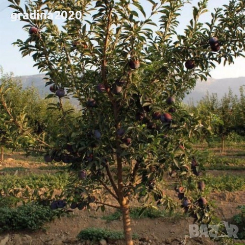 Слива - Налични 4 сорта Анджелино ,Черен диамант (Блек Даймънд) , Черен Сплендор - BLACK SPLENDOR и , снимка 10 - Разсади - 51852290