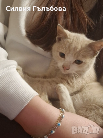 Бейлис търси дом , снимка 6 - Други - 52884275